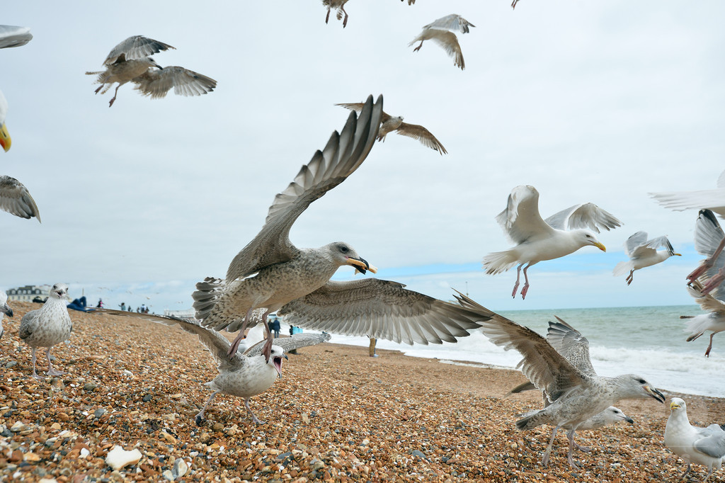 海鳥のプラスチック片体内摂取、2050年までに99% 研究 海鳥のプラスチック片体内摂取、2050年までに99% 研究