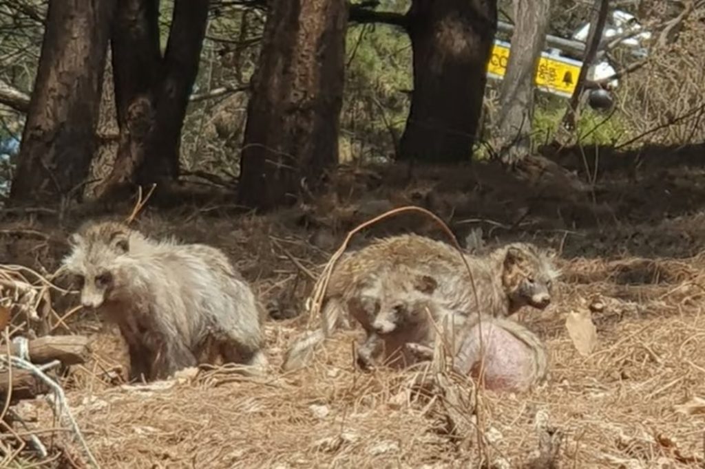 毛がごっそり抜けたタヌキ、ソウルの都心で発見…人にも感染する病原体