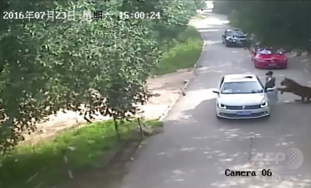 サファリパークでトラに襲われ女性1人死亡 中国 サファリパークでトラに襲われ女性1人死亡 中国