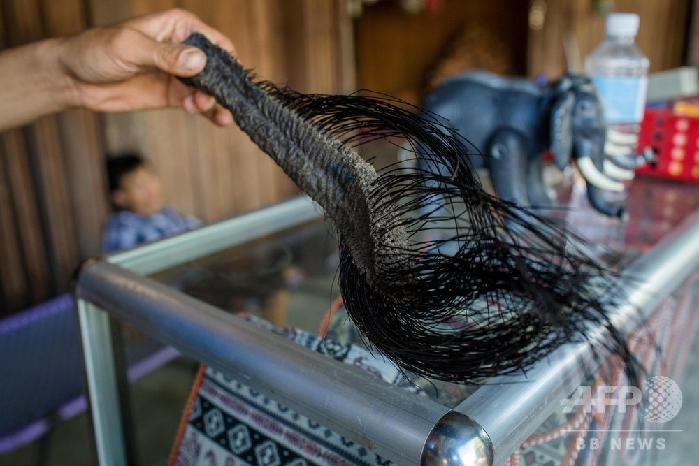 ベトナムの「ゾウの毛」ビジネス、生息数減少に拍車か 写真10枚 国際