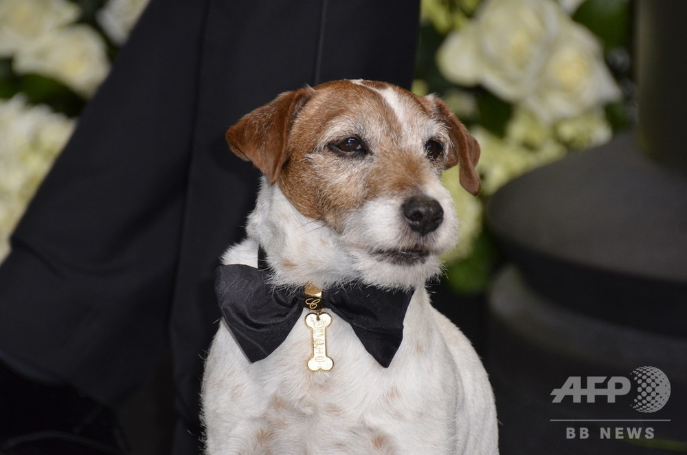 映画 アーティスト 出演犬 パルム ドッグの中のパルム ドッグ賞 に選出 写真3枚 国際ニュース Afpbb News
