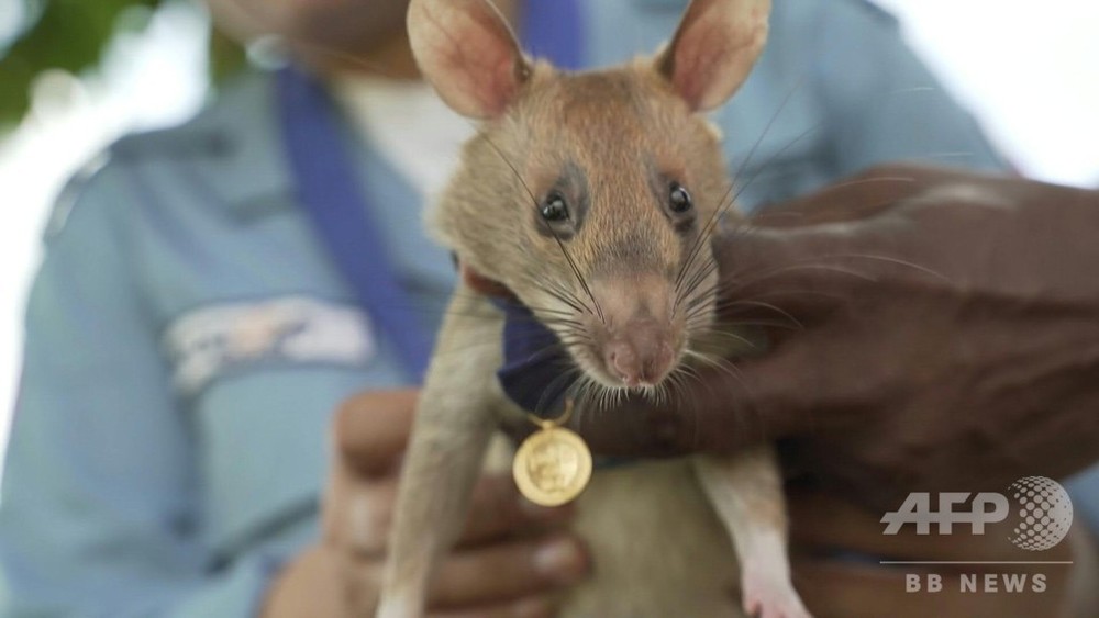 動画 地雷除去に貢献のネズミに金メダル 英団体が動物界最高の賞授与 写真1枚 国際ニュース Afpbb News