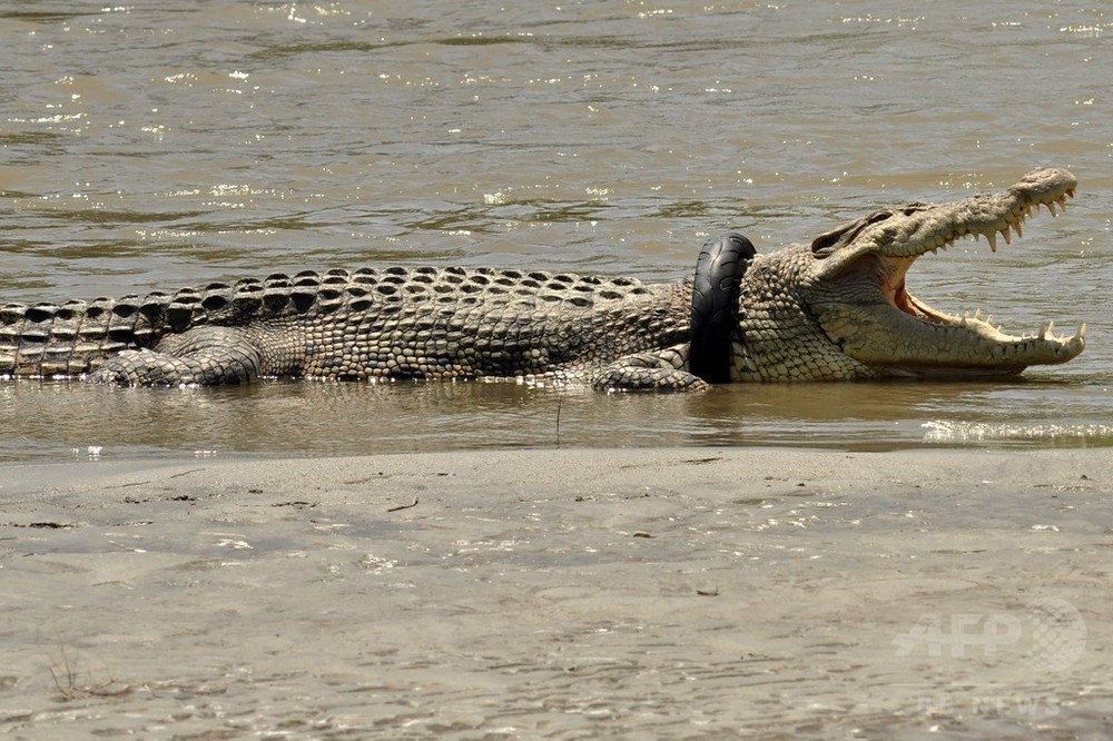 首にタイヤ1年以上 衰弱のワニ、当局が保護急ぐ インドネシア 写真4枚