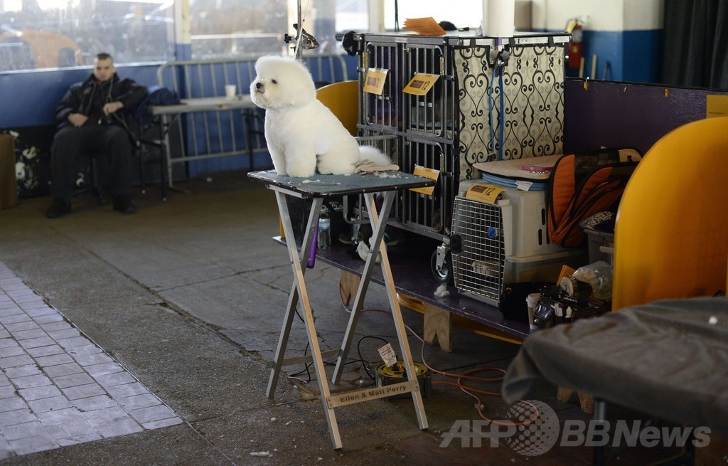 「美犬」大集合、ウエストミンスター・ケンネル・クラブ・ドッグショー