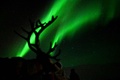 ノルウェーの北極圏にあるトロムセ近郊ブレイビケイデで、北欧の先住民サーミ人の営む放牧地のトナカイを照らすオーロラ（2024年1月1日撮影）。(c)Sergei GAPON / AFP