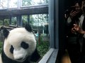 カメラを向ける来場者に近寄る「萌玉（モンユー）」（2019年10月13日撮影）。(c)Xinhua News