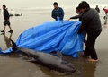 茨城県鉾田市の海岸で、打ち上げられたカズハゴンドウをシートで海へ戻そうとする地元の人たち（2015年4月10日撮影）。(c)AFP/TOSHIFUMI KITAMURA
