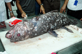 2007年6月27日、インドネシアのマナド（Manado）で釣り上げられ、解剖されるシーラカンス。(c)AFP/Ronan BOURHIS