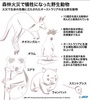 オーストラリア南東部で猛威を振るった森林火災で被害に遭い、生命の危機に立たされた野生動物をまとめた図解。(c) AFP 