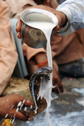 ヘビをあがめるヒンズー教の祭り、インド