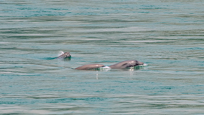 長江本流でスナメリ親子99組が発見