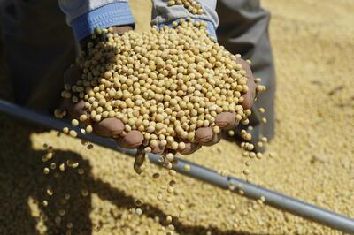 ブラジルの大豆輸出、4月は3・9%増 中国が最大の輸出先