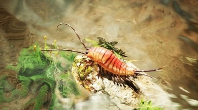 中国主導研究 昆虫の水生から陸生への進化過程を解明