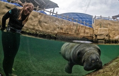 生後3日で保護…つきっきりの対応でマナティーの赤ちゃん救う