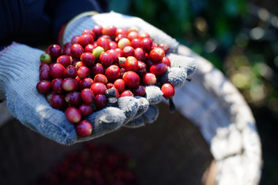 雲南、司法の早期対応でコーヒー産業を支援