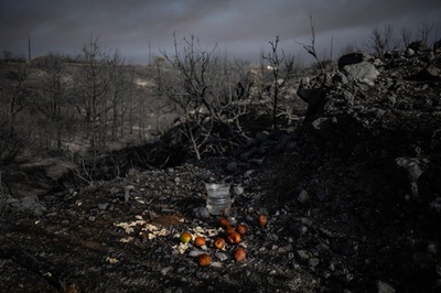 動物のため…住民が焼け跡に水や餌 ギリシャ山火事