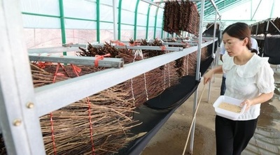 中国の串焼き屋台で人気のセミ 近年は価格高騰