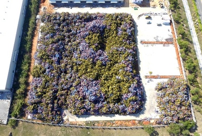 森？ いいえ、「墓場」です 痛ましいシェア自転車が眠る 中国・アモイ市