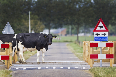 「牛の後にはもう1頭」、オランダの牛優先道路