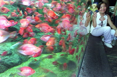 両性愛の魚は交尾のチャンスが増大、独研究