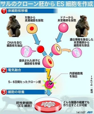 【図解】サルのクローン胚からES細胞作成、世界初