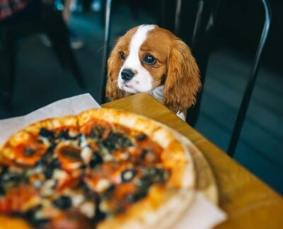 韓国で飲食店の犬猫同伴が解禁…期待と負担のはざまで「ノーペットゾーン」も