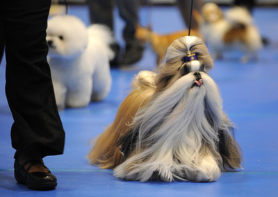 来年も活躍するワン！年末恒例ドッグショー開催　東京