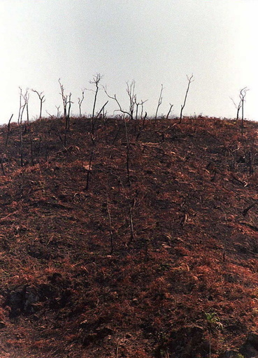 アマゾン森林火災、先住民と野生動物が危機に ペルー