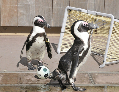 一足先に「サッカーの祭典」 ペンギンや魚がゴール！八景島シーパラダイス