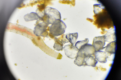 釣りエサから奇跡の担い手に？ ゴカイがヒトの代替血液に貢献の可能性