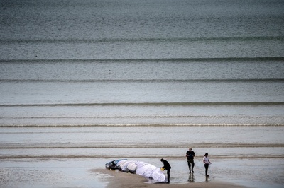 【今日の1枚】「波よ、連れて帰って」仏西部の浜にナガスクジラ