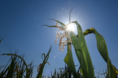 猛暑のため欧州で1万5000人死亡 WHO