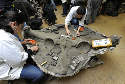 マンモスのほぼ完全な化石、ロサンゼルスで見つかる