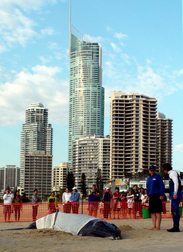 豪ゴールドコーストに赤ちゃんクジラ乗り上げる、懸命の救出実らず