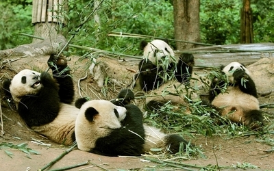 中国 5か所目のパンダ育成施設開設へ