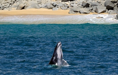 コククジラ、温暖化で急速に小型化 体長13%縮小 研究