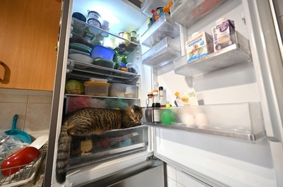 【今日の1枚】涼しいニャン、冷蔵庫で一息 猛暑のキエフ