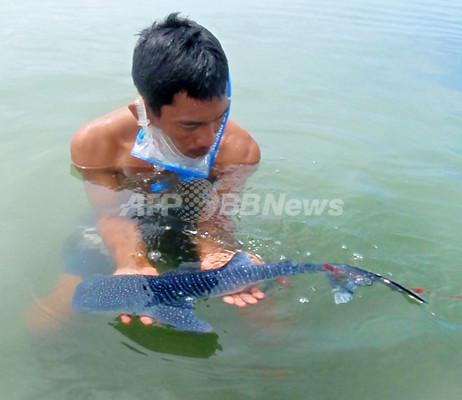 フィリピン東部の海岸でジンベイザメの赤ちゃん保護 写真1枚 ファッション ニュースならmode Press Powered By Afpbb News