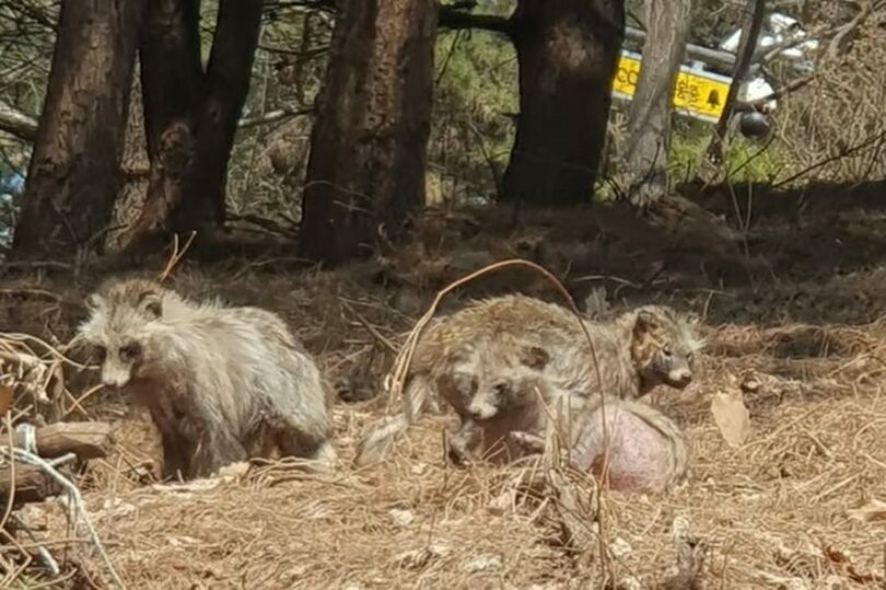 4月3日に撮影されたタヌキ＝読者提供(c)MONEYTODAY