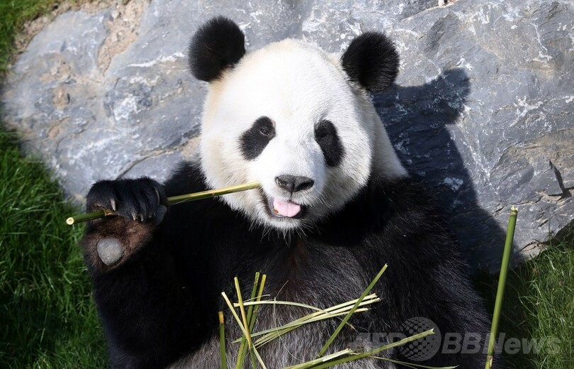 パンダのお食事タイム ベルギー 写真2枚 国際ニュース Afpbb News