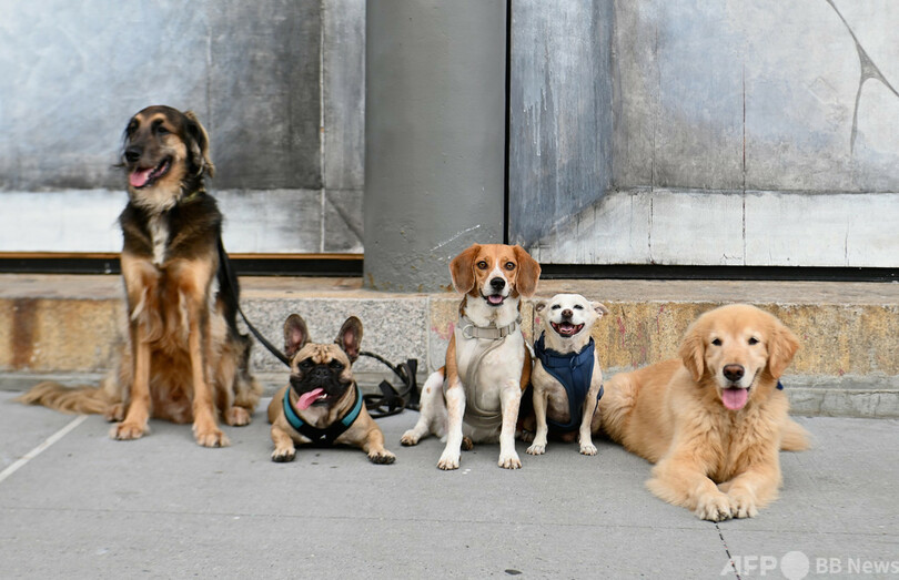 ゲノムで読み解く犬と人の歴史 氷河時代末には5犬種が存在した 写真1枚 国際ニュース Afpbb News
