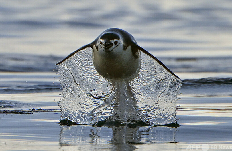 【今日の1枚】水の翼で海を飛ぶ 南極