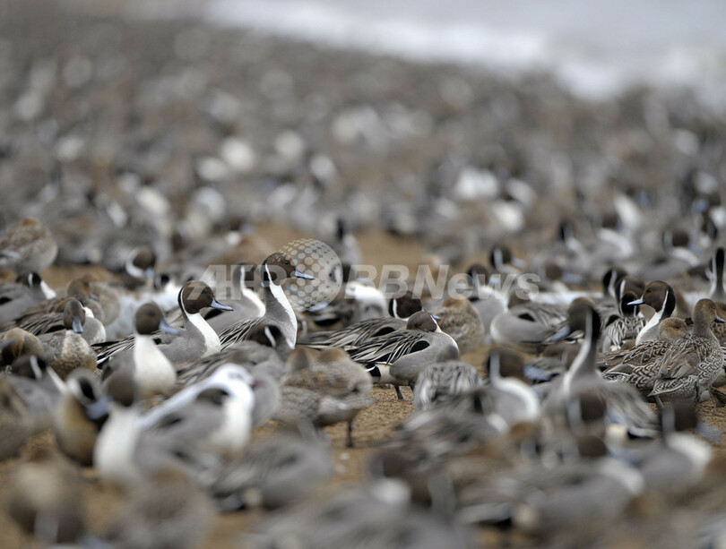 渡り鳥が飛来する冬の猪苗代湖