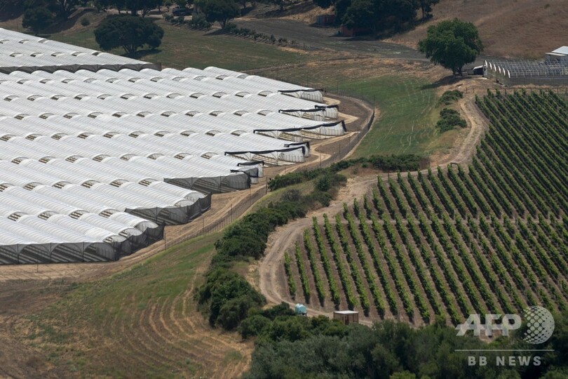 米ワイン産地で大麻栽培拡大 臭いや殺虫剤の使用で対立 写真15枚 国際ニュース Afpbb News