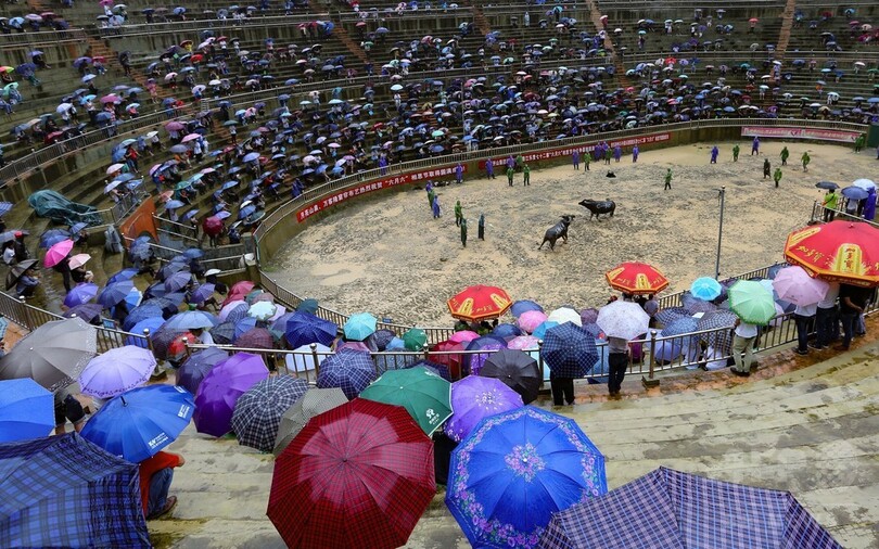 トン族村落の闘牛大会に観客は大興奮　貴州省