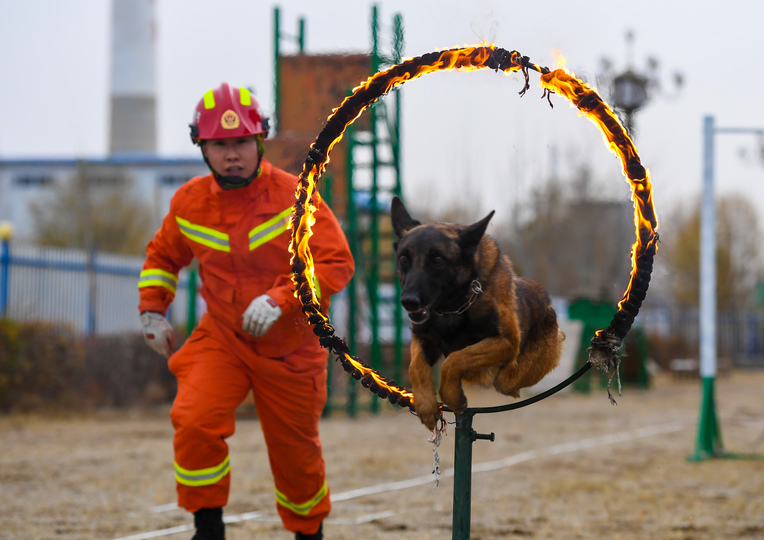 災害救助犬 救援活動で大きな力に 内モンゴル自治区包頭市 写真15枚 国際ニュース Afpbb News