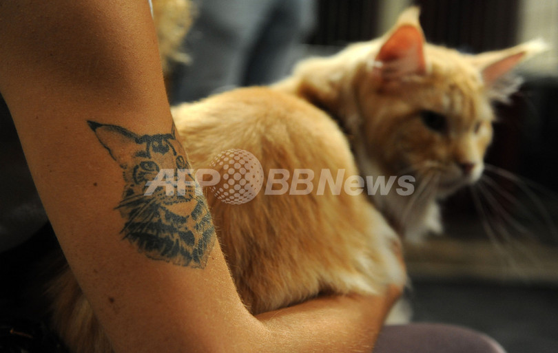 16年前に失踪した猫が見つかる、ドイツ 16年前に失踪した猫が見つかる、ドイツ