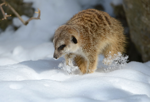 ミーアキャットも寒い？冬逆戻りのドイツ 写真2枚 国際ニュース：AFPBB