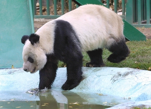 上野動物園のパンダ「リンリン」大往生 写真6枚 国際ニュース：AFPBB News
