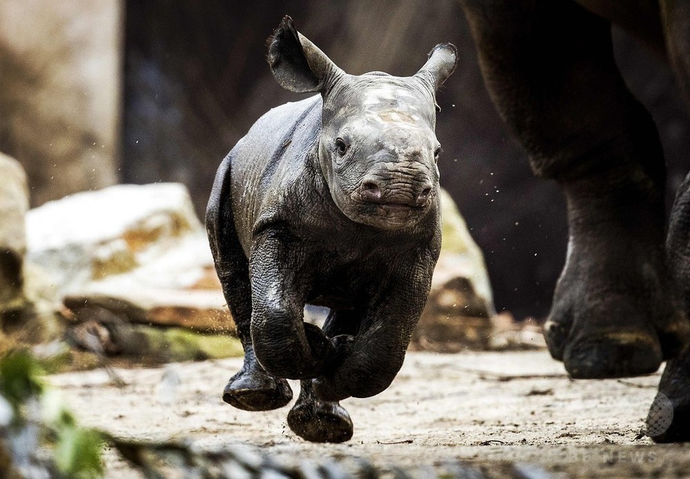 初めてのお散歩にわくわくドキドキ、サイの赤ちゃん 写真2枚 国際ニュース：AFPBB News